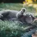 Relaxing Cat Theme  screen for extension Chrome web store in OffiDocs Chromium