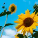Relax with sunflowers  screen for extension Chrome web store in OffiDocs Chromium