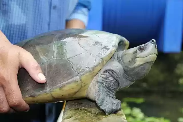 Free download Reptile Royal Turtle Cambodia Koh -  free photo or picture to be edited with GIMP online image editor