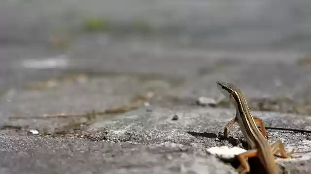 Free download Reptiles Lizard -  free photo or picture to be edited with GIMP online image editor