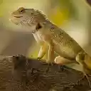 Reptile with sharp scales  screen for extension Chrome web store in OffiDocs Chromium