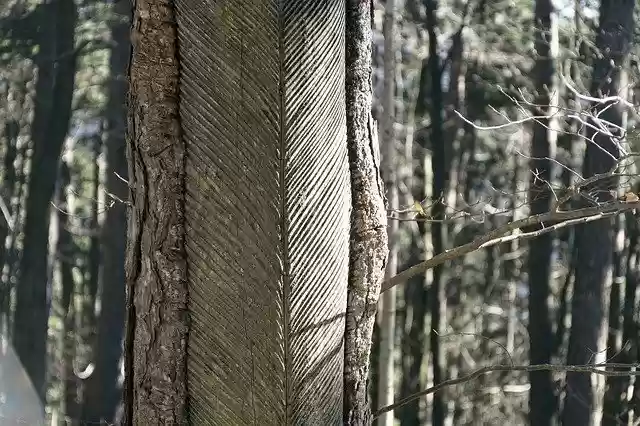 Free download Resin Harvesting Nature Tree -  free photo or picture to be edited with GIMP online image editor