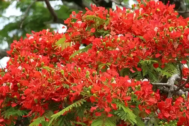 Free download Reunion Island Flamboyant Nature -  free photo or picture to be edited with GIMP online image editor