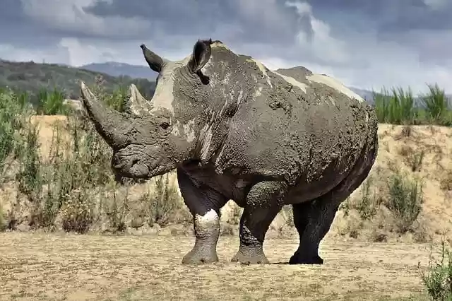 Free download rhinoceros mammal horn africa free picture to be edited with GIMP free online image editor