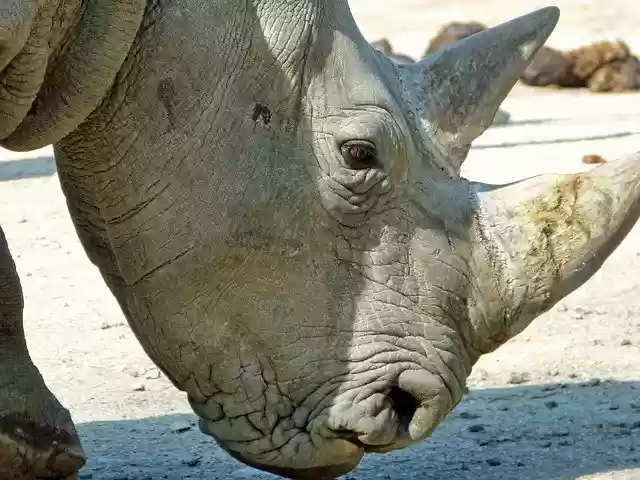 Free download Rhino Head -  free photo or picture to be edited with GIMP online image editor