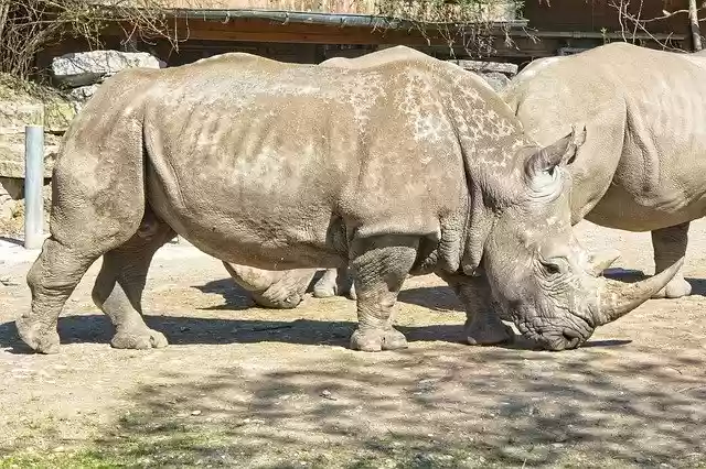 Free download Rhino Rhinoceros Big Game -  free photo or picture to be edited with GIMP online image editor