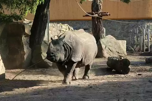 Free download Rhino Zoo Wrocław -  free free photo or picture to be edited with GIMP online image editor