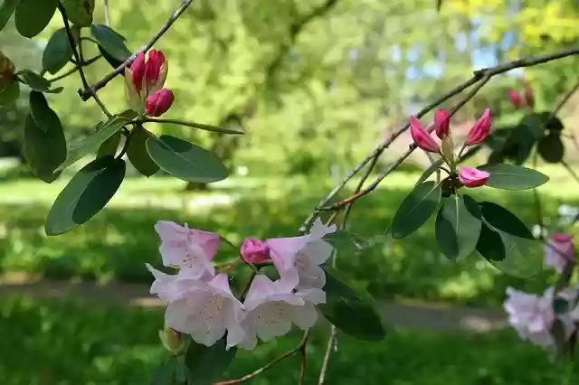 Free download Rhododendron Arboretum Park -  free photo or picture to be edited with GIMP online image editor