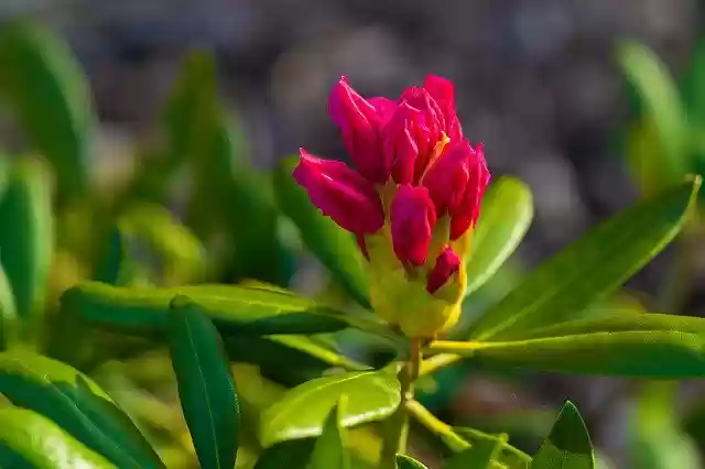 Free download Rhododendron Blossom Bloom -  free photo or picture to be edited with GIMP online image editor