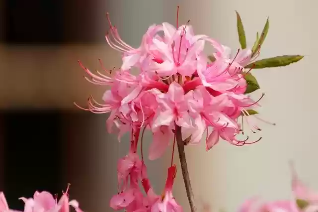 Free download Rhododendron Plant Pink Flowers -  free photo or picture to be edited with GIMP online image editor