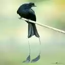 ribbon tailed bird of paradise wallpaper  screen for extension Chrome web store in OffiDocs Chromium