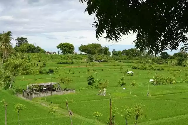Free download Rice Field Bali Relaxation -  free free photo or picture to be edited with GIMP online image editor