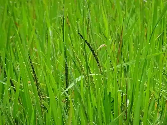 Free download Rice Fields Vietnam -  free photo or picture to be edited with GIMP online image editor