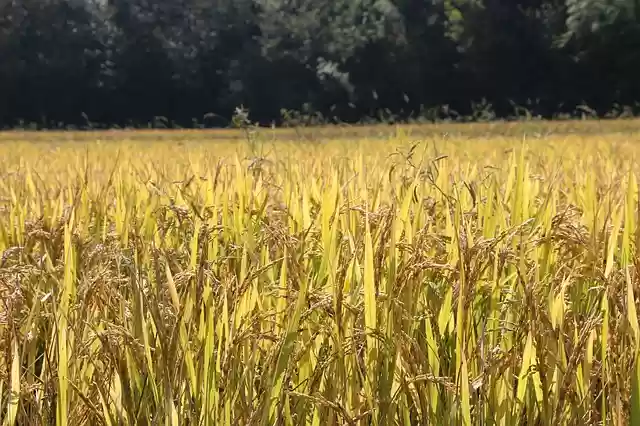 Free download rice paddies ch landscape rice free picture to be edited with GIMP free online image editor