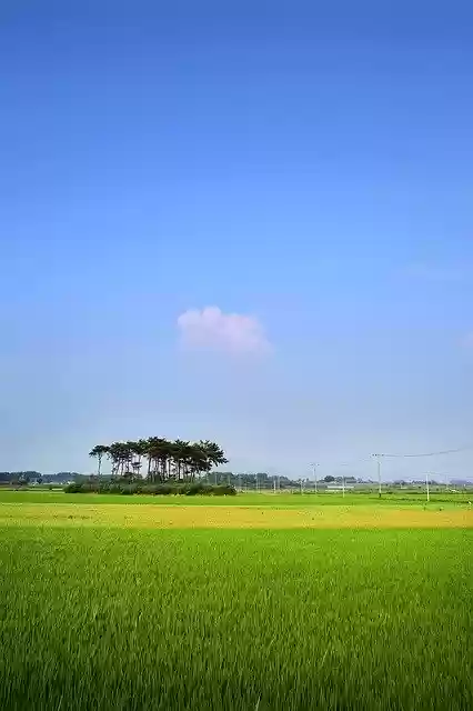 Free download Rice Paddies Ch Rural -  free photo or picture to be edited with GIMP online image editor