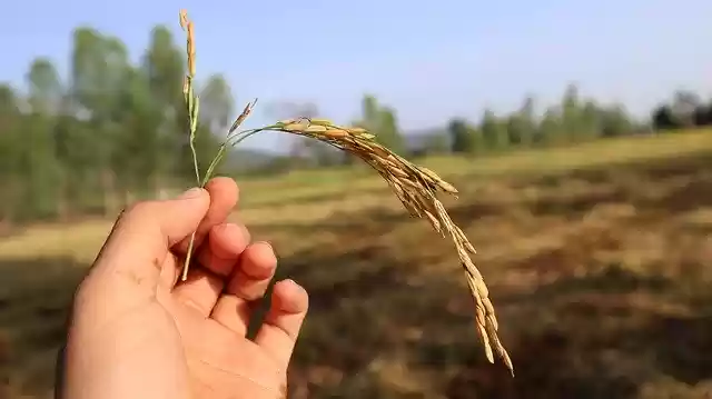 Free download Rice Plant Agriculture The -  free photo or picture to be edited with GIMP online image editor