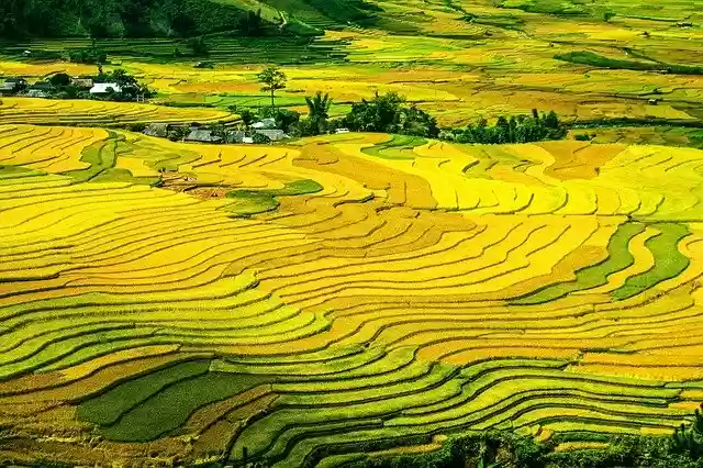 Free download rice terraces rice fields paddy free picture to be edited with GIMP free online image editor