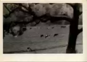 Free download Richard Rileys pasture, ca 1975 free photo or picture to be edited with GIMP online image editor