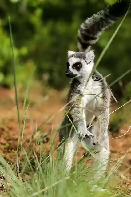 Free download ring tailed lemur lemur catta free picture to be edited with GIMP free online image editor