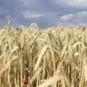 Ripe barley field  screen for extension Chrome web store in OffiDocs Chromium