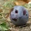 Ripe fruit and ants  screen for extension Chrome web store in OffiDocs Chromium