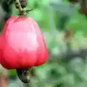 Ripe red cashew fruit  screen for extension Chrome web store in OffiDocs Chromium