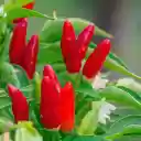 ripe red pepper plant  screen for extension Chrome web store in OffiDocs Chromium