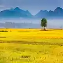 Ripe rice field wallpaper  screen for extension Chrome web store in OffiDocs Chromium