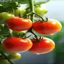 ripe tomato wallpaper  screen for extension Chrome web store in OffiDocs Chromium