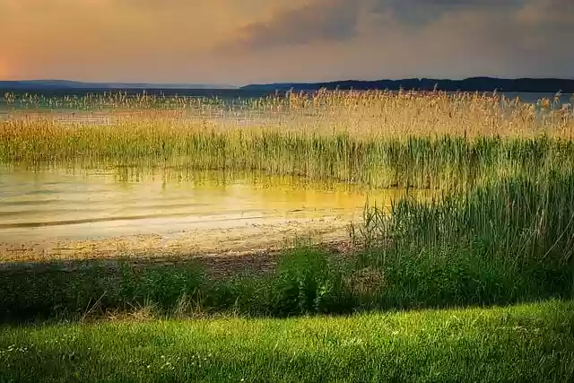 Free download riverbank reed meadow free picture to be edited with GIMP free online image editor