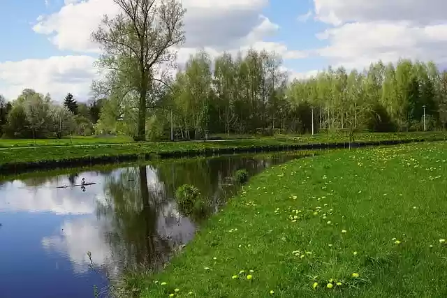 Free download river common sowthistle trees free picture to be edited with GIMP free online image editor