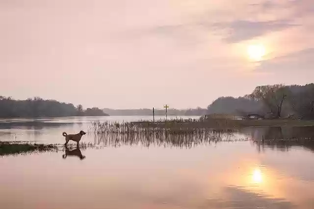 Free download River Dog Elbe -  free photo or picture to be edited with GIMP online image editor
