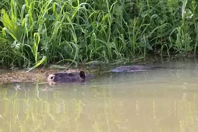Free download River Rat Coypu Animal free photo template to be edited with GIMP online image editor