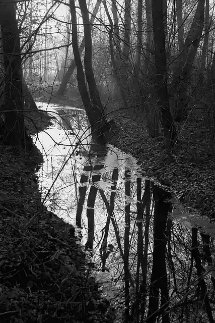Free download river stream forest bare trees free picture to be edited with GIMP free online image editor