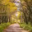 Road and trees  screen for extension Chrome web store in OffiDocs Chromium