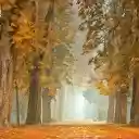 Road autumn  screen for extension Chrome web store in OffiDocs Chromium