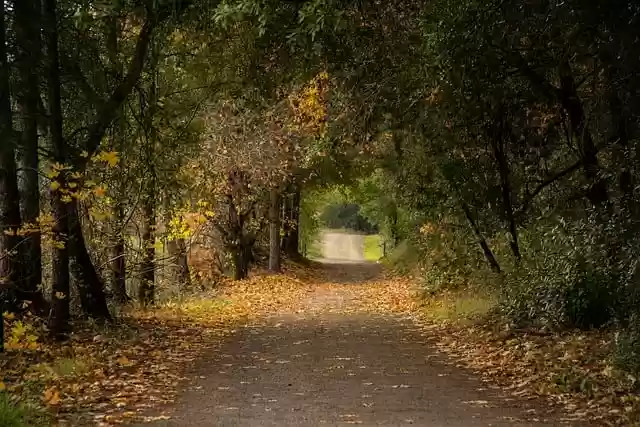 Free download road nature forest trees landscape free picture to be edited with GIMP free online image editor