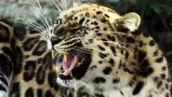 Free download Roaring Tigerscreen free photo or picture to be edited with GIMP online image editor