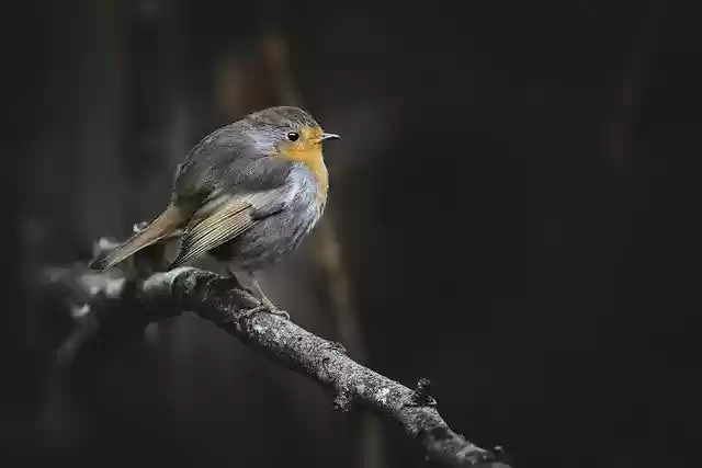 Free download robin bird animal wallpaper nature free picture to be edited with GIMP free online image editor