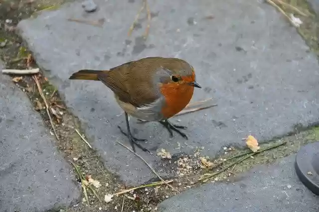 Free download Robin Bird Nature -  free free photo or picture to be edited with GIMP online image editor