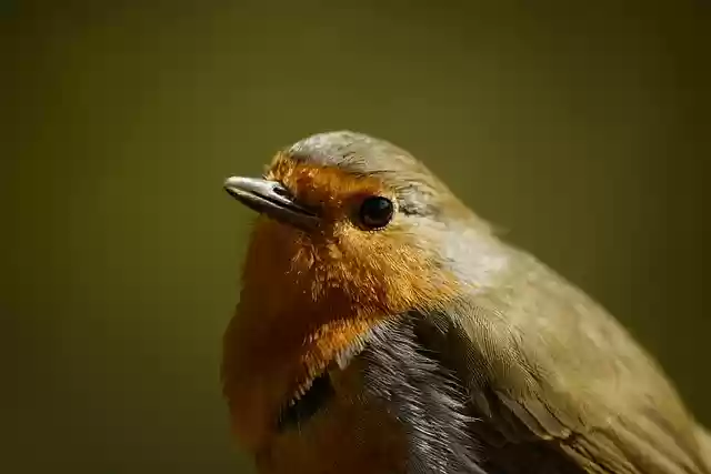 Free download robin bird nature animal avian free picture to be edited with GIMP free online image editor