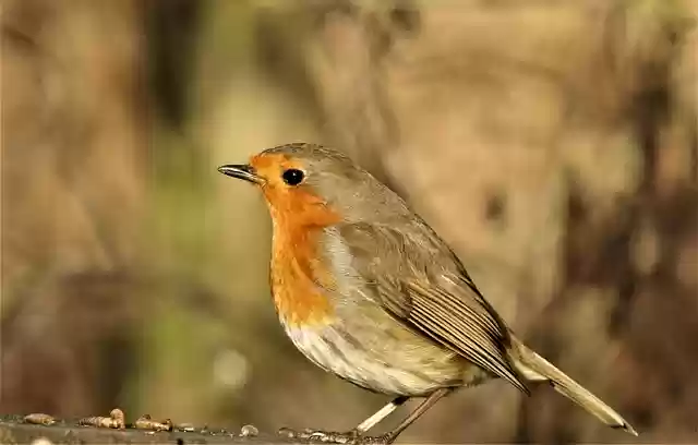 Free download robin bird nature wildlife animal free picture to be edited with GIMP free online image editor