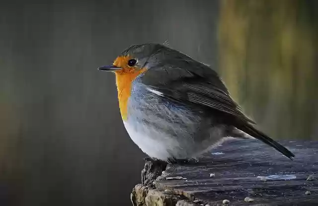 Free download robin bird perched stump animal free picture to be edited with GIMP free online image editor