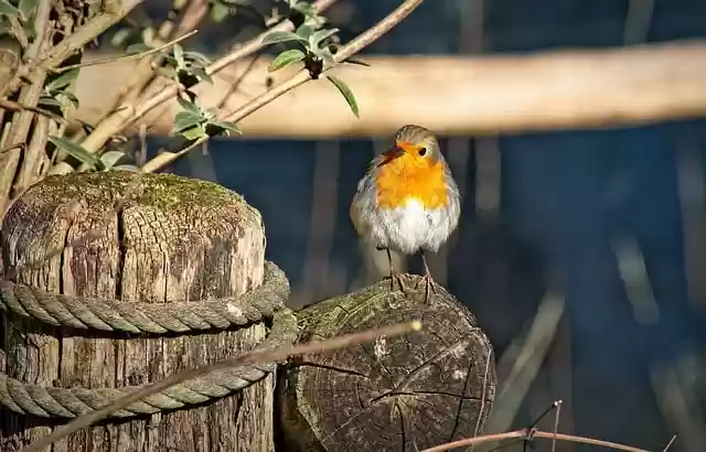 Free download robin bird songbird animal nature free picture to be edited with GIMP free online image editor