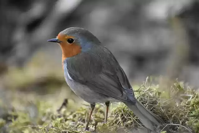 Free download robin bird songbird nature free picture to be edited with GIMP free online image editor
