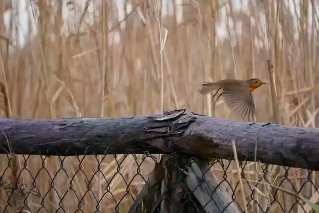 Free download robin flight marsh avian free picture to be edited with GIMP free online image editor