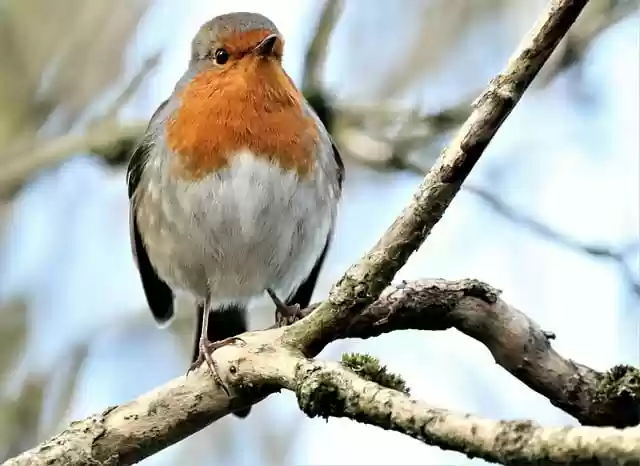 Free download robin redbreast perched beak winter free picture to be edited with GIMP free online image editor
