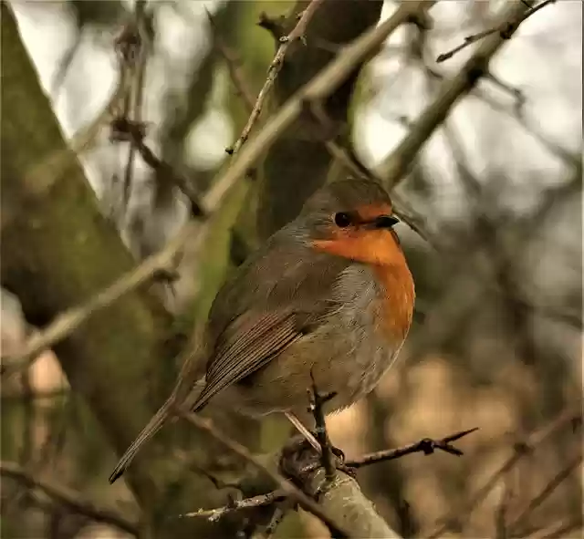 Descarga gratuita de la plantilla de fotografía gratuita Robin Wildlife Bird para editar con el editor de imágenes en línea GIMP