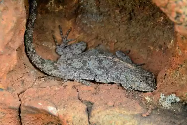Free download Rock Agama Lizard -  free free photo or picture to be edited with GIMP online image editor
