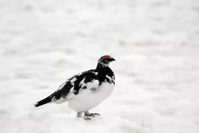 Free download Rock Ptarmigan Grouse -  free photo or picture to be edited with GIMP online image editor